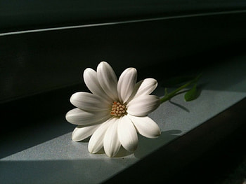 Simply Beautiful!, beautiful, nature, daisy, flower HD wallpaper