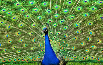 Animals, Bird, Peacock, Tail HD wallpaper