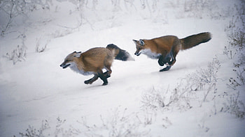 Animals, Winter, Trees, Snow, Fox, Speed, Slope HD wallpaper