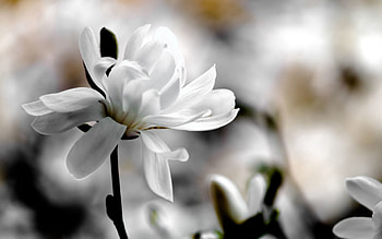Flowers, Flower, Petals, Blur, Smooth, Magnolia HD wallpaper