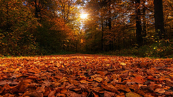 Autumn Leaves, colors, trees, sun, fall HD wallpaper