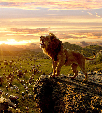 The Lion King, king of jungle, movie 2019, Simba HD phone wallpaper