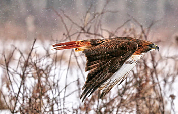 In-flight hawk, Red tailed hawk, Bap studio , Animal medicine HD wallpaper