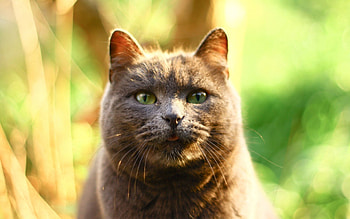 Animals, Cat, Muzzle, Beautiful, Sight, Opinion, Fat, Thick HD wallpaper