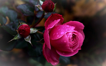 Rose, Latvia, pink, macro, drops HD wallpaper