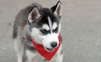 Animals, Dog, Muzzle, Puppy, Husky, Kerchief, Handkerchief HD wallpaper