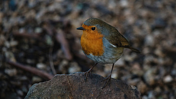 Cute robin bird, Adorable , backdrop, Feathered delight HD wallpaper