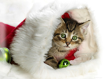Holidays, New Year, Kitty, Kitten, Christmas, Hat, Attribute HD wallpaper