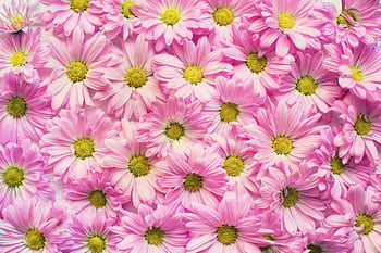 A close-up view of beautiful pink daisies with delicate petals and pollen. HD wallpaper
