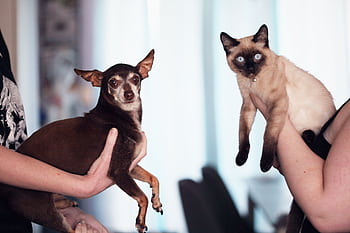 Chihuahua dog and Siamese cat being held indoors by their owners, capturing a cute pet moment. HD wallpaper