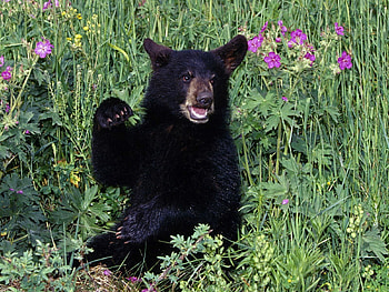 Animals, Flowers, Grass, Young, Bear, Stroll, Joey HD wallpaper