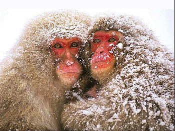 Its Too Cold, cool, , monkeys in snow HD wallpaper