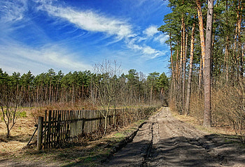for Carrie, way, autumn, sky, forest HD wallpaper
