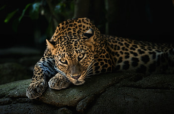 The Indochinese, Leopards HD wallpaper