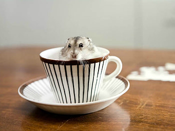 TINY HAMPSTER, TINY, HAMPSTER, CUTE HD wallpaper