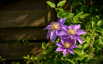 Clematis, wooden, purple, flowers HD wallpaper