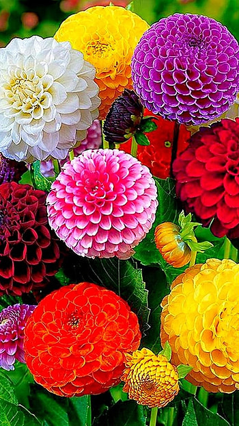 Dahlia, Colorful HD phone wallpaper