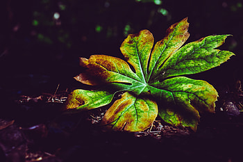 Autumn, Plant, Macro, Close-Up, Sheet, Leaf, Carved, Shadows HD wallpaper
