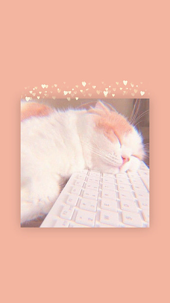 Peach Kitty, warm, kawaii, cat, cute, soft HD phone wallpaper
