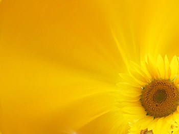 Plants, Sunflowers HD wallpaper