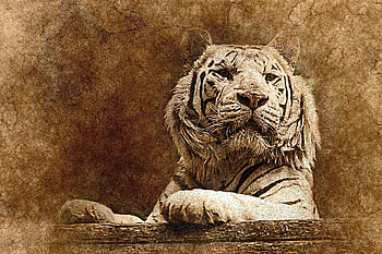 Animals, Art, Muzzle, Predator, Tiger HD wallpaper