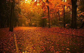 Fall Road The PX ~ Fall . HD wallpaper