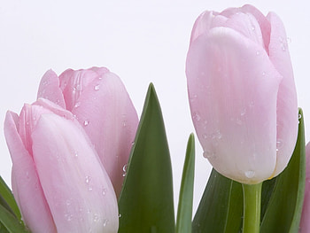 Plants, Flowers, Tulips HD wallpaper