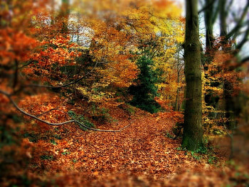 Autumn, bark, leaves, tree HD wallpaper
