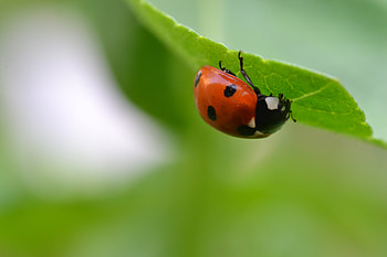 Macro, Blur, Smooth, Sheet, Leaf, Insect, Ladybug, Ladybird HD wallpaper
