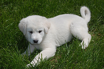 Akbash Dog, Akbash maremma dog, Turkish shepherd HD wallpaper