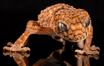 Nephrurus amyae, Geckos HD wallpaper