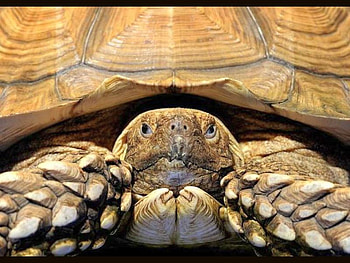 Land Turtle, turtle, funny, , land HD wallpaper
