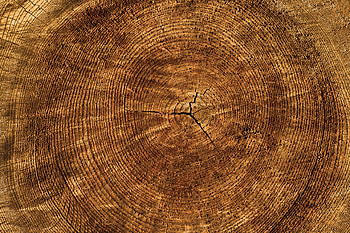 Wood, Tree, Texture, Textures, Trunk HD wallpaper