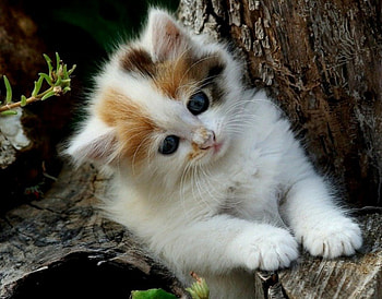 Miss you, miss, graphy, animals, cute, cat, adorable, friend HD wallpaper