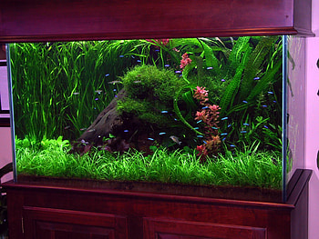 Full Size of Fish Tank Can Betta Fish In Tank With Other Cycling Food Artificial Tanks ... HD wallpaper