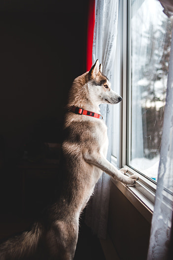 Funny, Animals, Dog, Pet, Window HD phone wallpaper