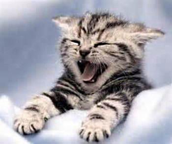 Tabby kitten, kitten, open, mouth, ears back HD wallpaper