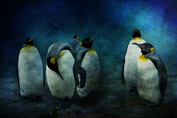 Penguins, cool, beautiful HD wallpaper