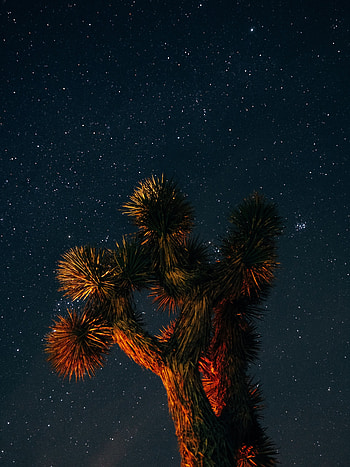 Dark, Wood, Tree, Starry Sky, Branches, Short-Leaved Yucca, Yukka Short-Leaf HD phone wallpaper