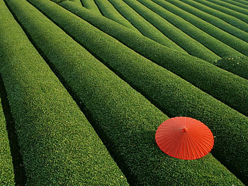 Japanese Tea Fields, umbrella, japanese, tea, red, fields HD wallpaper