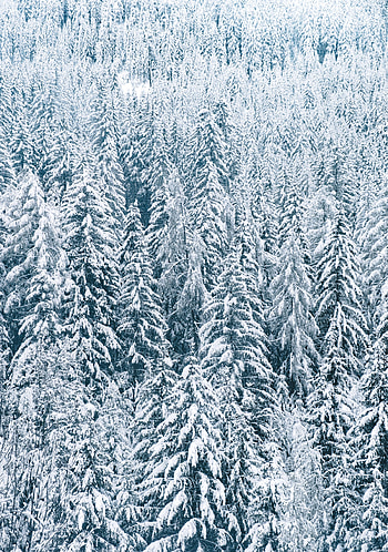 Winter, Nature, Trees, Snow, Fir-Trees, Forest HD phone wallpaper