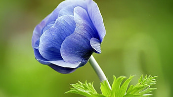 Plants, Flowers HD wallpaper
