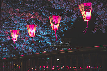 Japan Night Cherry Blossom Trees Lantern Glowing Night, japan, lantern, cherry, blossom, trees, graphy HD wallpaper
