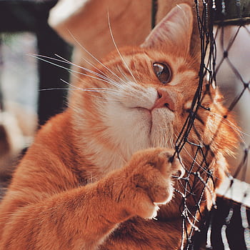 A charming ginger tabby cat playfully interacts with a netting fence. HD phone wallpaper