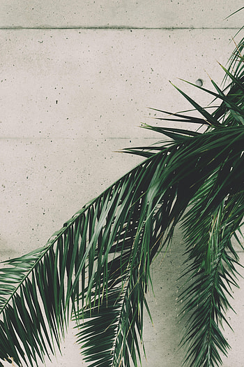 Nature, Leaves, Palm, Branches, Wall HD phone wallpaper