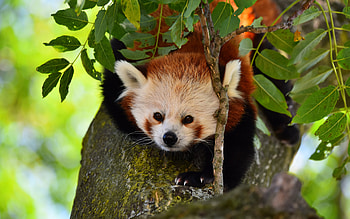 Red panda, wildlife, panda on tree, Himalayas, pandas, cute animals, China HD wallpaper