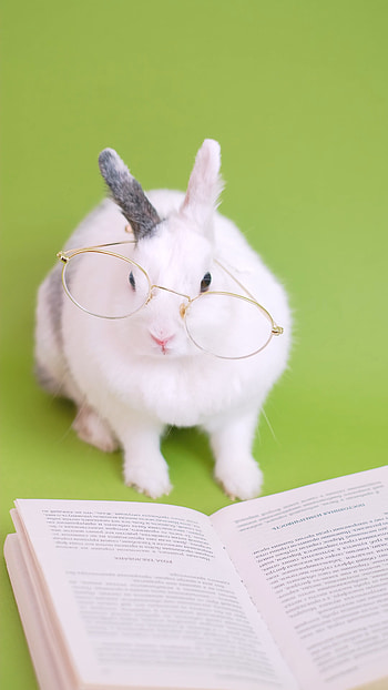 Cute bunny, Eyeglasses fashion, stock video, Animal cuteness HD phone wallpaper