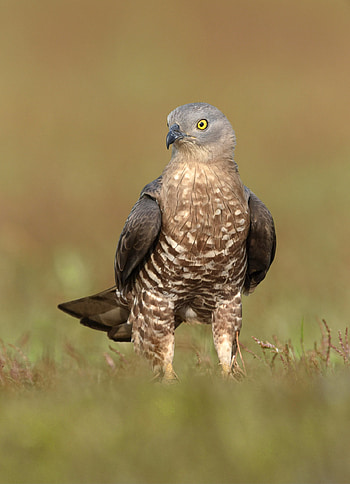 Buzzard (Animal), European honey buzzard, Endangered species, Bird conservation HD phone wallpaper
