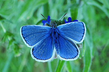 Close up, insect, blue butterfly HD wallpaper