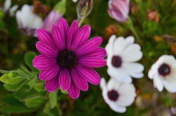 Flowers, Petals, Blur, Smooth, Buds HD wallpaper